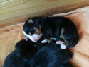 IMG-20190126-WA0033.jpg